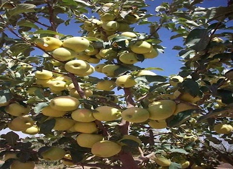 تصویر 3 از قیمت خرید سیب زرد سمیرم + فروش ویژه